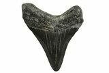 Juvenile Megalodon Tooth - South Carolina #375961-1